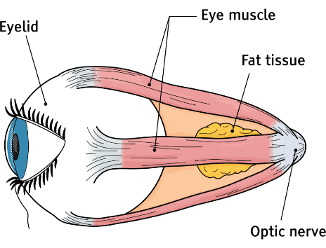 Diagram of healthy eye